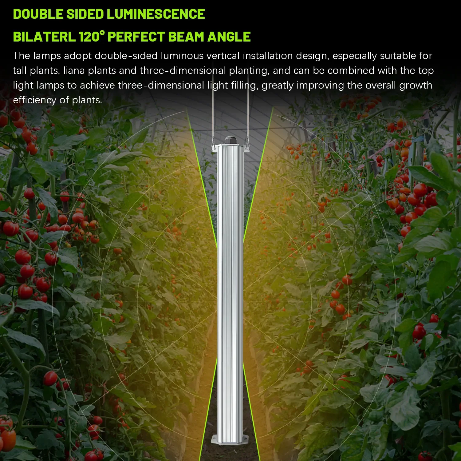 Agriculture Tomato Farming - Migliore Sistema Idroponico Certificato ETL per