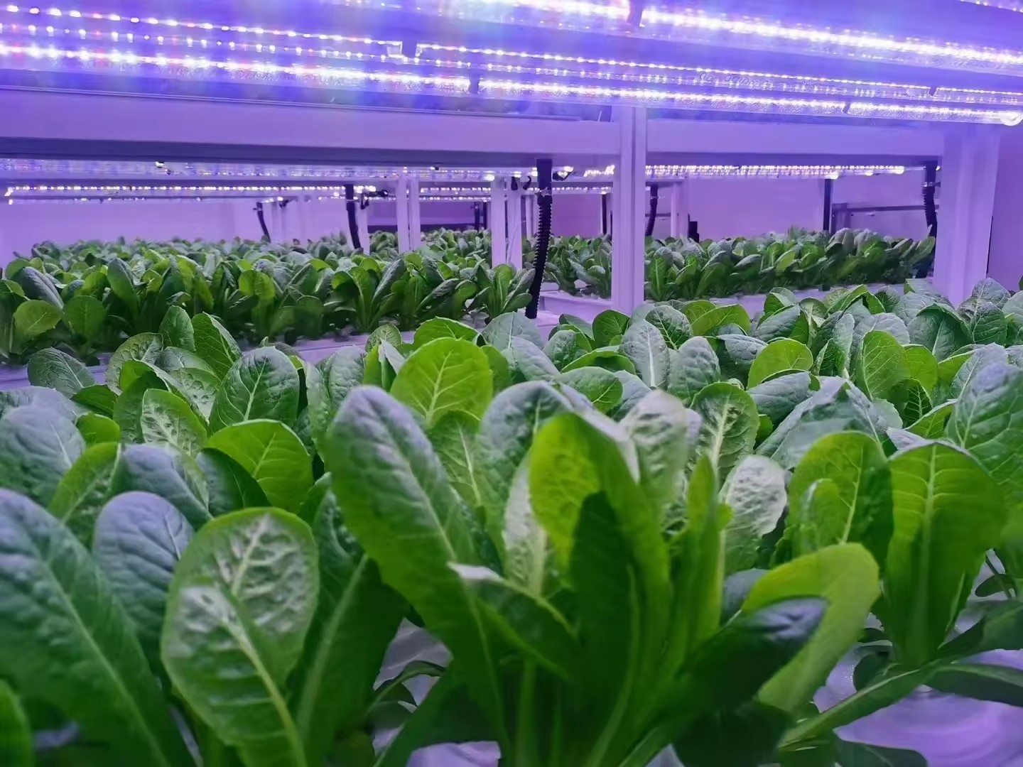 f Attrezzature agricole per se - Agriculture Farming Systems recensione e prezzo